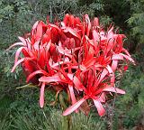 Gymea lily Doryanthes excelsacropped